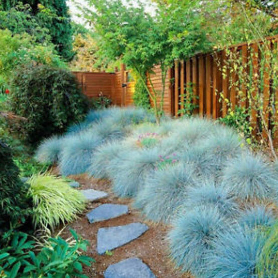 หญ้าฟาง (Fescue) สีฟ้าอ่อน / 300 เม็ด (UK)