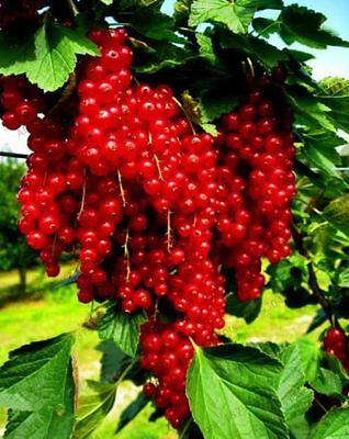 เรด เคอแร้นท์ (Red Currant) / 100 เม็ด