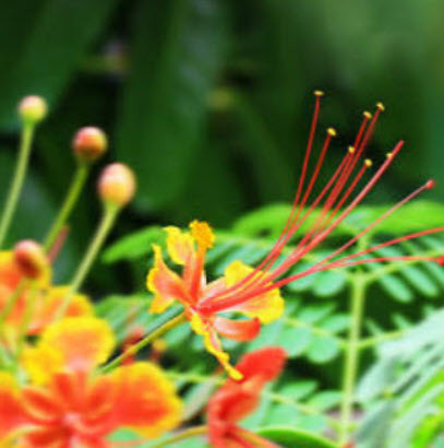 หางนกยูงไทย ดอกสีส้ม-แดง / 30 เม็ด (P2S)