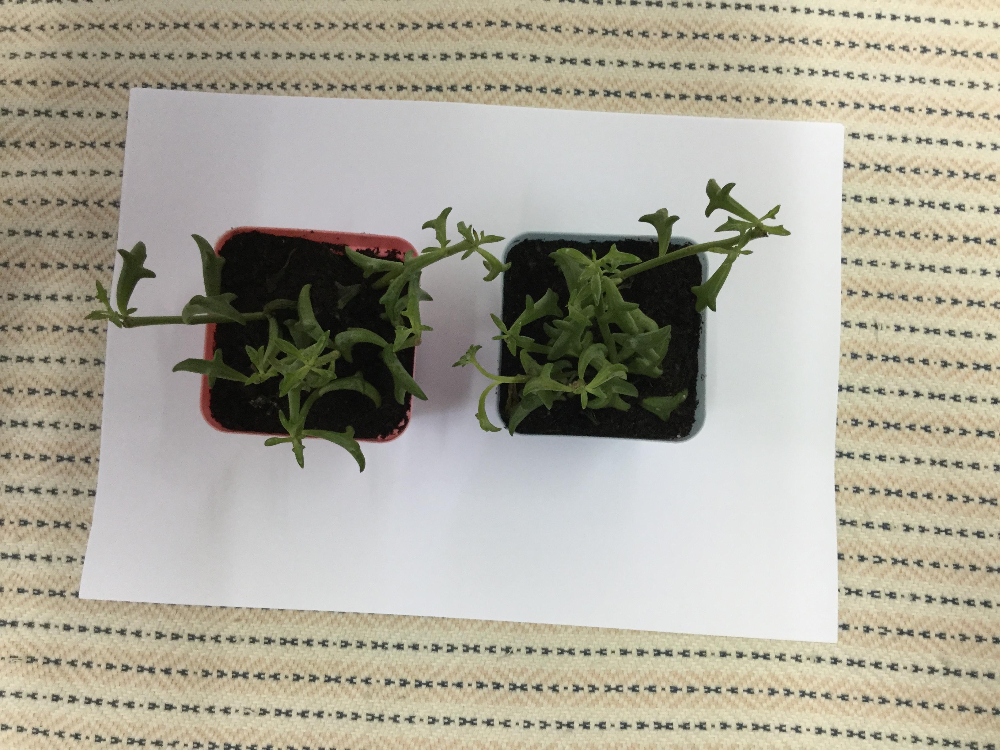 ต้นโลมา กระถาง 3 นิ้ว / ต้น