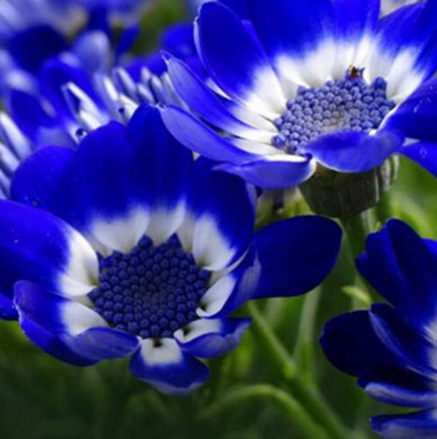เดซี่สีน้ำเงิน (Blue Daisy) / 50 เม็ด (หายาก)