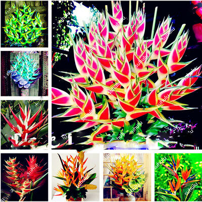 เฮลิโคเนียบอนไซ (Heliconia) คละ / 100 เม็ด