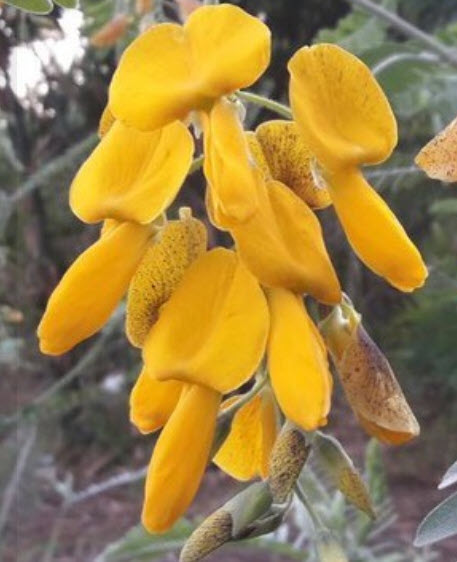 โสนดอกใหญ่ Sesbania กินได้ / 100 เม็ด