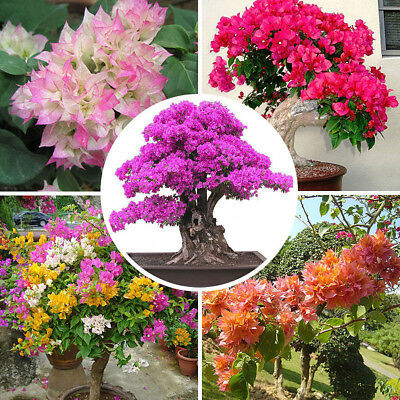 เฟื่องฟ้า (Bougenvillea) คละ / 200 เม็ด (China)