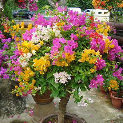 เฟื่องฟ้า (Bougenvillea) คละ / 200 เม็ด (China)