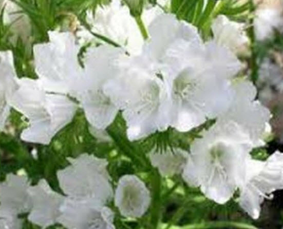 ไวเปอร์ บูกลอส - ไวท์ เบ็ดเดอร์ สีขาว (Vipor's Bugloss - White Bedder) / 50 เม็ด (USA)