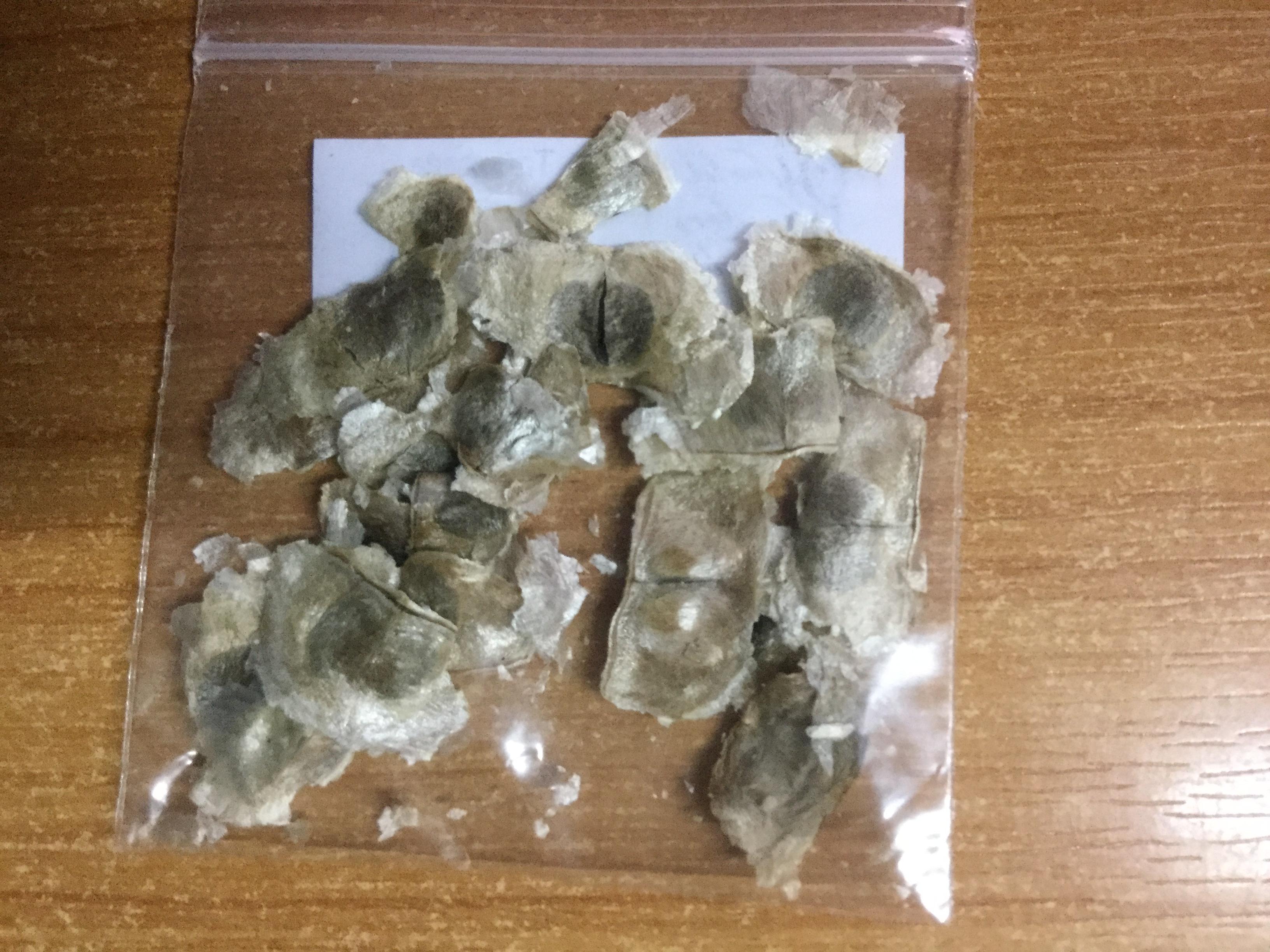 เหลืองอินเดีย (Yellow Trumpet Tree) / 5 เม็ด (UK)*