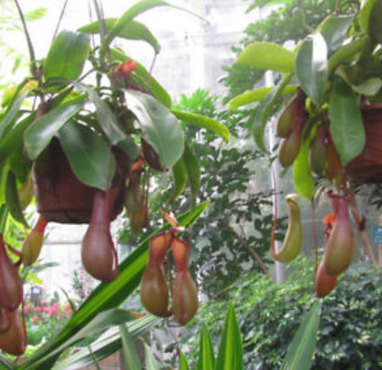หม้อข้าวหม้อแกงลิง (Nepenthes) / 100 เม็ด