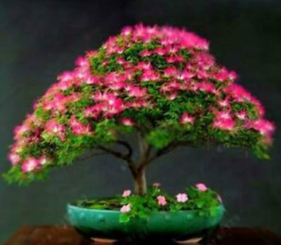 ทิ้งถ่อนบอนไซ (Persian Silk Tree) ดอกแดง / 5 เม็ด (UK)