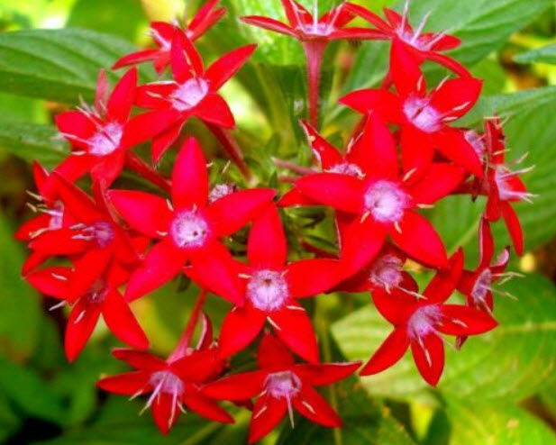 เข็มอินเดีย (Pentas Lanceolata) แดง / 5 เม็ด (France)