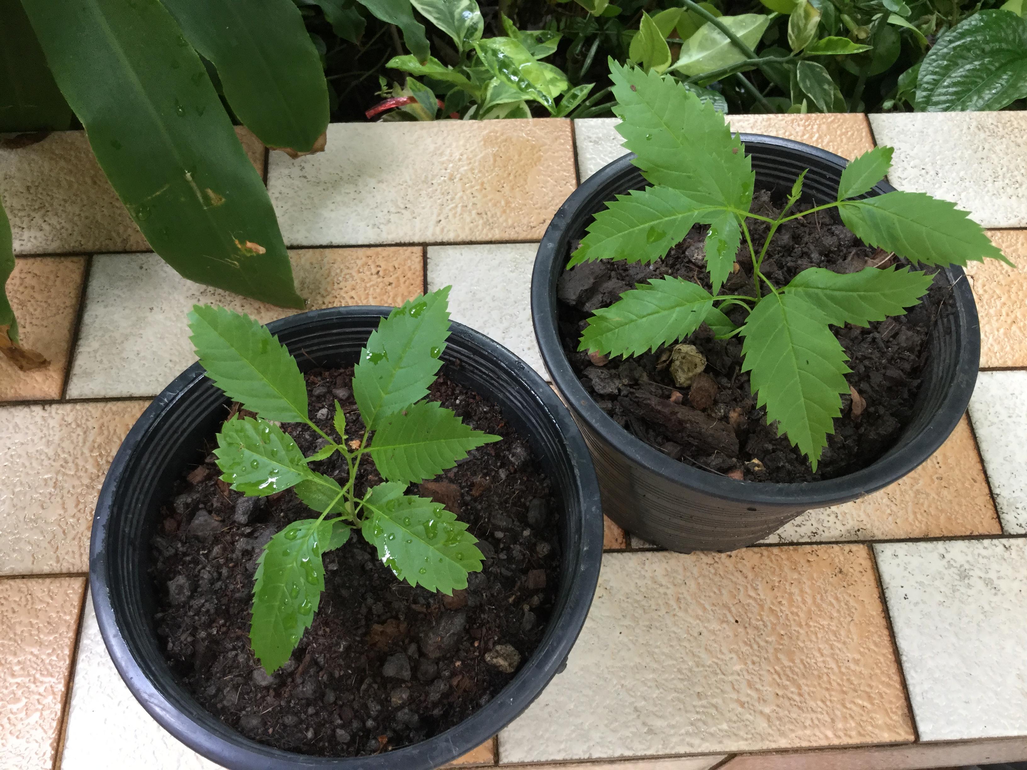 ต้นทองอุไร เพาะเมล็ด กระถาง 6 นิ้ว สูง 15-30 ซ.ม.