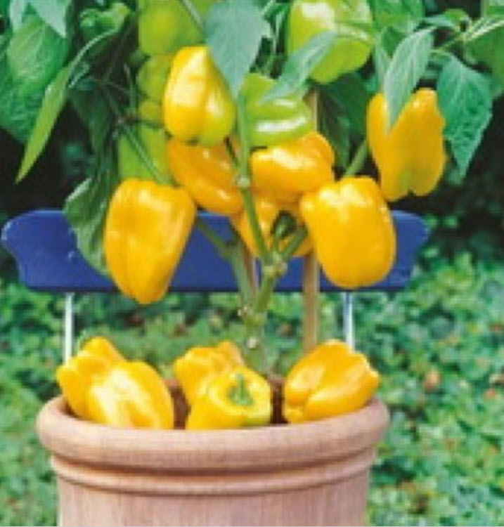 พริกหวาน สีเหลือง / 20 เม็ด (Ukraine)