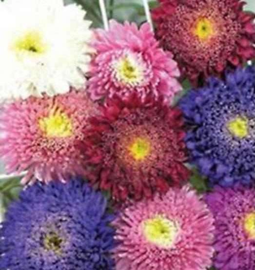 แอสเตอร์ ปริ้นซิลี่ (Aster Princely) คละ / 450 เม็ด (UK)