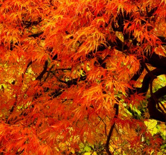 เมเปิ้ลญี่ปุ่น Iroha Momiji / 20 เม็ด