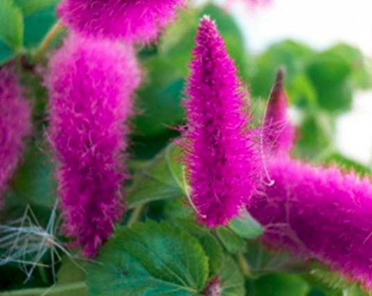 หางกระรอกแดง (Chenille plant) สีม่วงแดง / 100 เม็ด