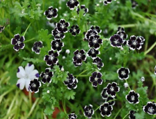 เนโมฟีลา - เพนนี แบล็ค (Nemophila - Penny Black) / 300 เม็ด (UK)*