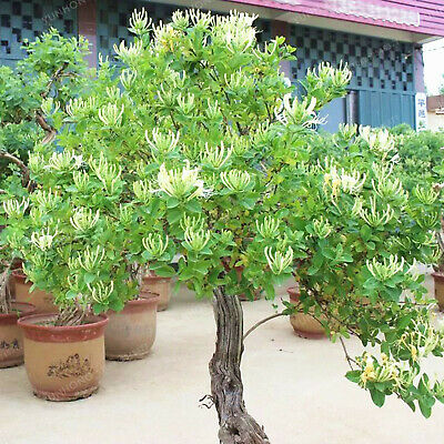 สายน้ำผึ้งบอนไซ (Honeysuckle bonsai) / 50 เม็ด (นอก)