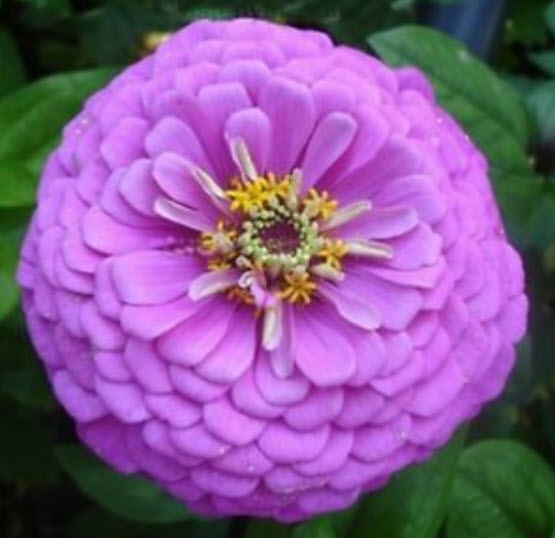 บานชื่น สีม่วงอ่อน (Zinnia Mechta) / 50 เม็ด (Ukraine)
