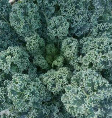 คะน้าเคล ผักเคล คะน้าใบหยิก Kale / ซอง 80 เม็ด (P2S)