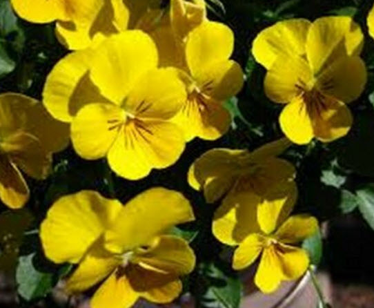 ไวโอลา เยลโล่ เพอเฟ็คชั่น (Viola- Yellow Perfection) / 25 เม็ด (USA)
