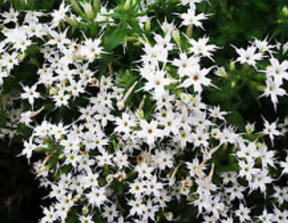 ฟลอกซ์ดาว (Phlox Twinkle Star) คละ / 600 เม็ด (UK)