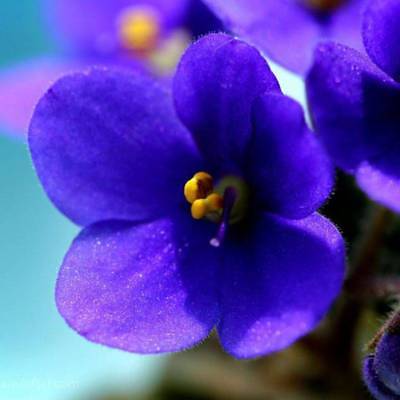แอฟริกันไวโอเล็ต (African violet) สีม่วง / 50 เม็ด (China)