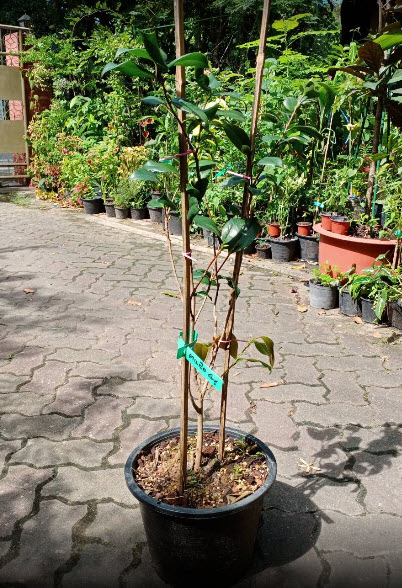 ต้นคาเมเลีย คามิเลีย Camellia ดอกชมพู อายุ 4 ปี+ ต้นไม้นำเข้า