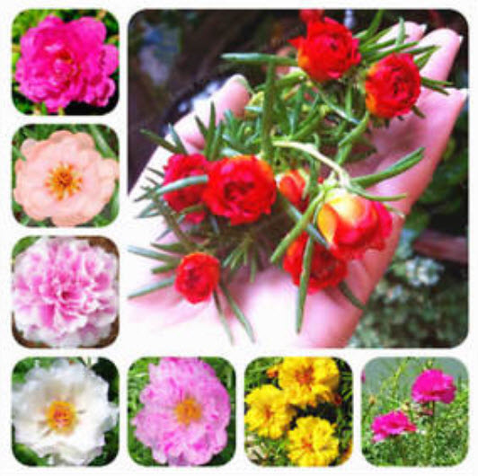 แพรเซี่ยงไฮ้ (Moss-rose) ซ้อน คละสี / 500 เม็ด (China)