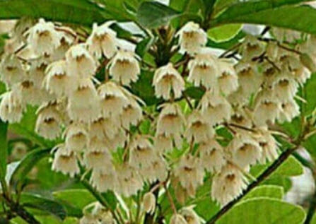 ต้นกระดิ่งนางฟ้าขาว กระถาง สูง 20-30 ซ.ม. / ต้น