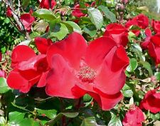 กุหลาบญี่ปุ่นแดง (Beach Rose / Rosa rugosa Rubra) / 10 เม็ด (USA)