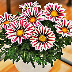 กาซาเนีย หรือพระจันทร์ทรงกลด (Gazania) คละ / 200 เม็ด