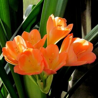 คลิเวียด่าง (ว่านสิบแสนด่าง) / 10 เม็ด (นอก)