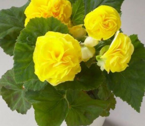 บิโกเนียซ้อน (Begonia) สีเหลือง / 15 เม็ด