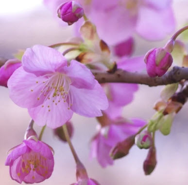 ซากุระ Kawazu zakura / 5 เม็ด (Japan)