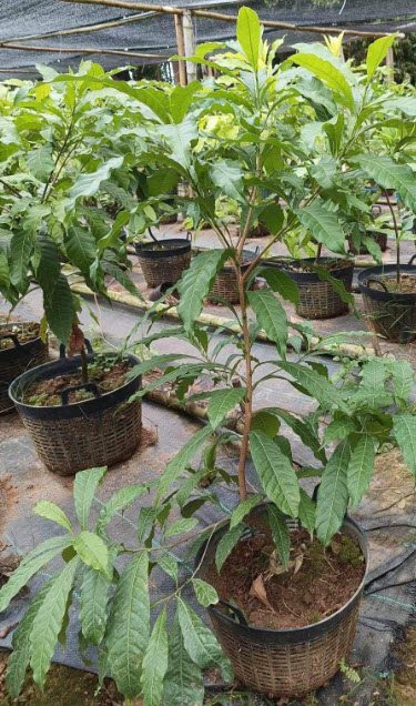 ต้นเอบิวไต้หวัน เพาะเมล็ด สูง 1.0~1.4m. ปลูกเลี้ยงในเข่ง