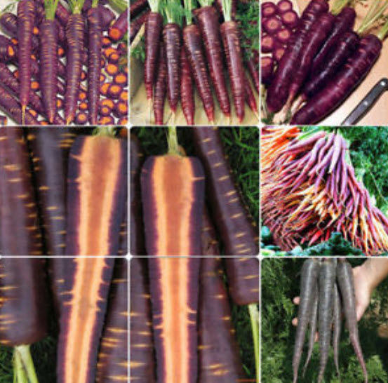 แครอท (Carrot) สีม่วง / 500 เม็ด
