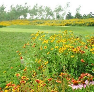 ดอกไม้ป่า คละ สำหรับพื้นที่แห้งแล้ง สูง 40-55 ซ.ม. / ซอง 200 เม็ด ( K007)