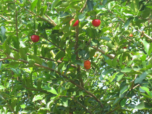 เมล็ดสดเชอรี่ (Cherry) / 20 เม็ด (ไทย)