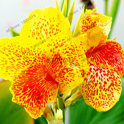 พุทธรักษา (Canna Lily) คละสี / 10 เม็ด (ไทย)