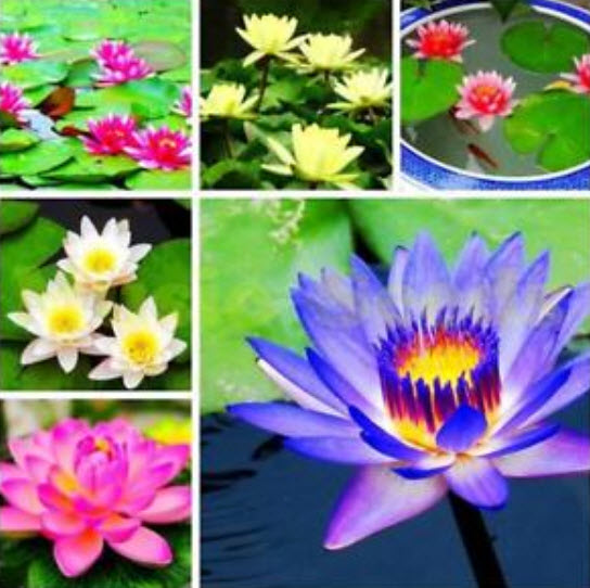 บัวอ่าง (bowl lotus) คละสี / 10 เม็ด (นอก)