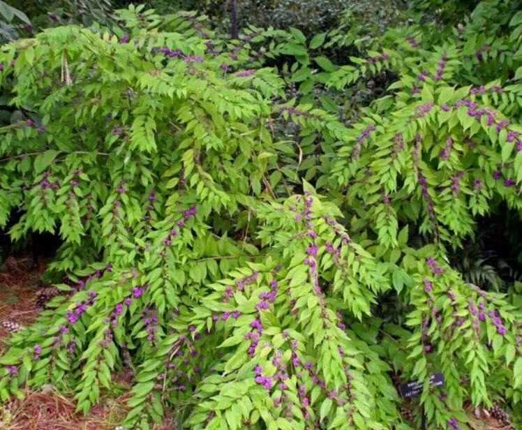 ต้น บิวตี้เบอรี่ beautyberry / ราชาไข่มุก กระถาง 10 นิ้ว