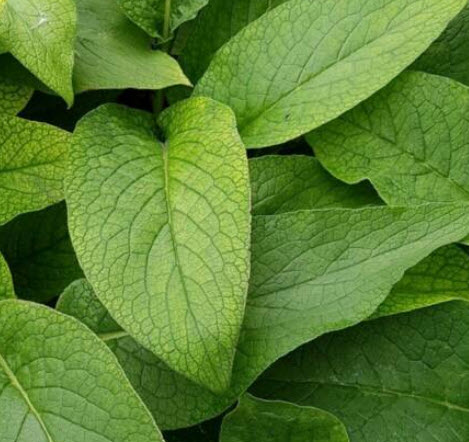 คอมเฟรย์ (Comfrey) พืชสมุนไพรยอดนิยม / 25 เม็ด (Spain)