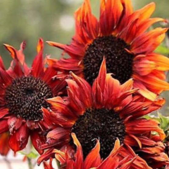 ทานตะวัน (Sunflower) คละ / 100 เม็ด