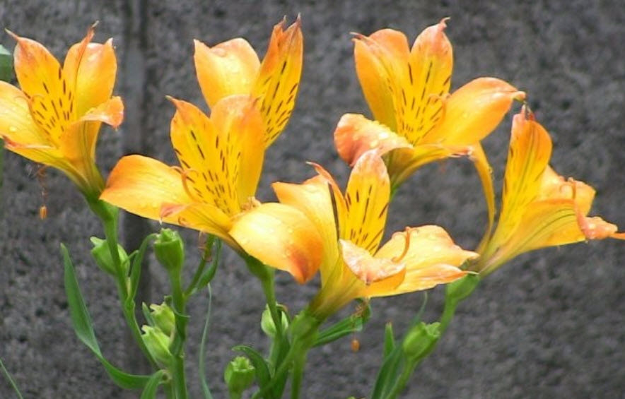 อัลสโตรมีเรีย (Alstroemeria) คละ / 100 เม็ด (นอก)