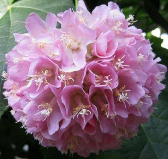 พุดตานญี่ปุ่น พุดตาลญี่ปุ่น ดอกชมพู / 20 เม็ด