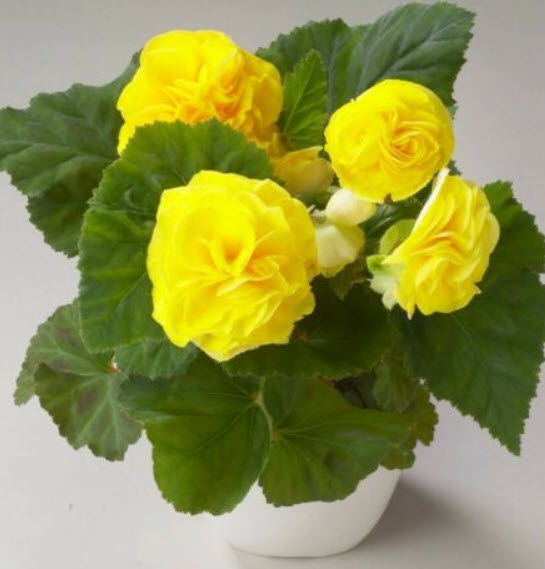 บิโกเนียซ้อน (Begonia) สีเหลือง / 15 เม็ด