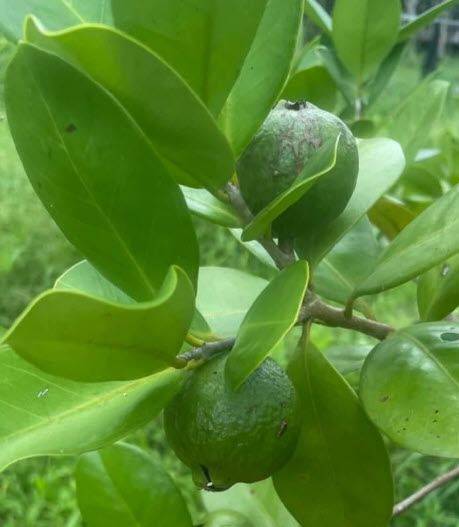 ต้นฝรั่งสตอเบอรี่เหลือง ต้นเพาะเมล็ด สูง 15-35 ซ.ม.