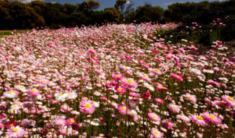 ดอกกระดาษ (Straw flower / Paper Daisy) คละ / 200 เม็ด (UK)