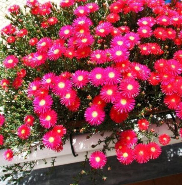 ไอซ์ แพล้นท์ (Ice Plants / Livingstone Daisy) คละ / ซอง 30 เม็ด (A213)