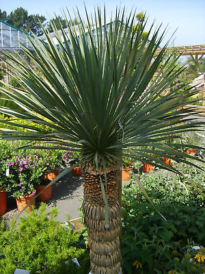บีค ยุกค่า (Beaked Yucca) / 10 เม็ด (UK)